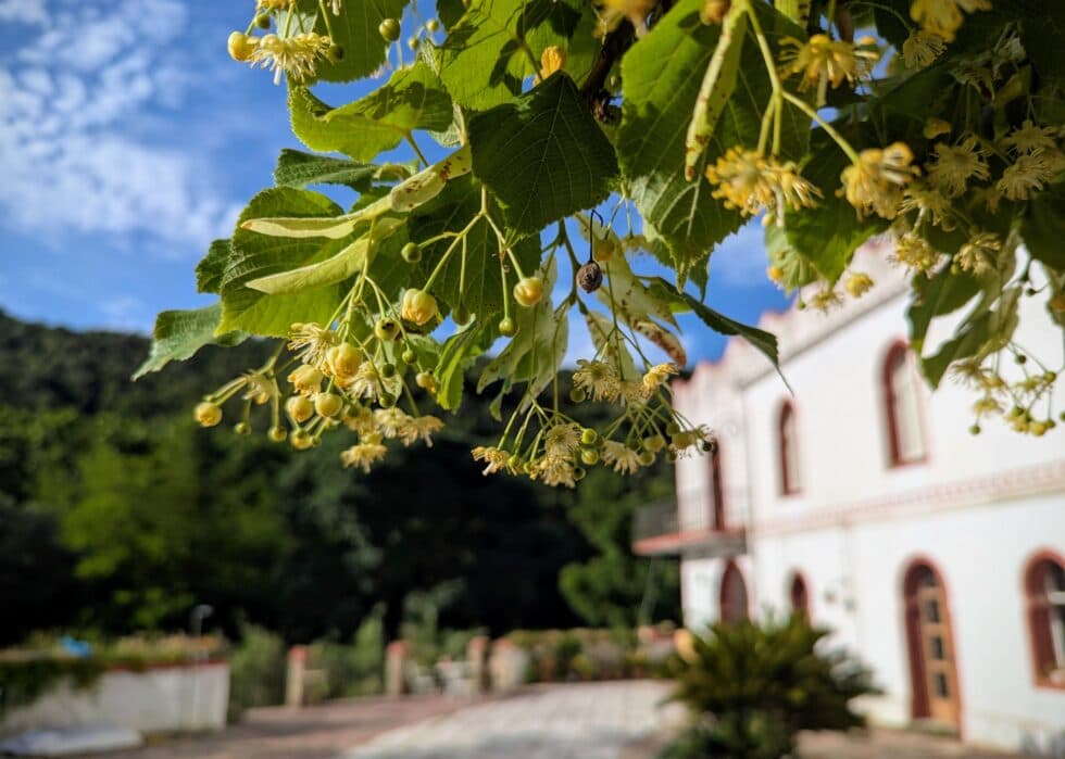 Casa Tilo